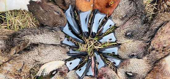 View All Hunting Trips